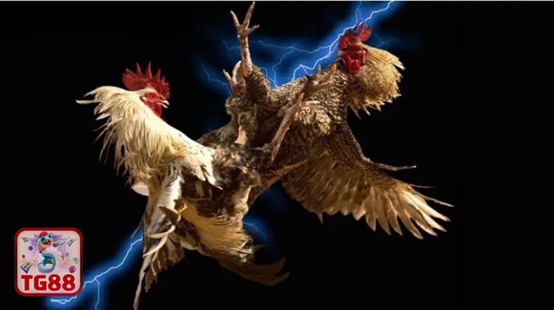 Đá Gà TG88 - Chất lượng phát sóng trực tiếp sắc nét