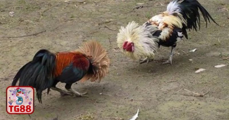 Thuật ngữ đá gà - Cáp độ